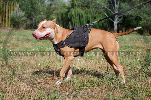 Powertrainingsgeschirr fuer Amstaff