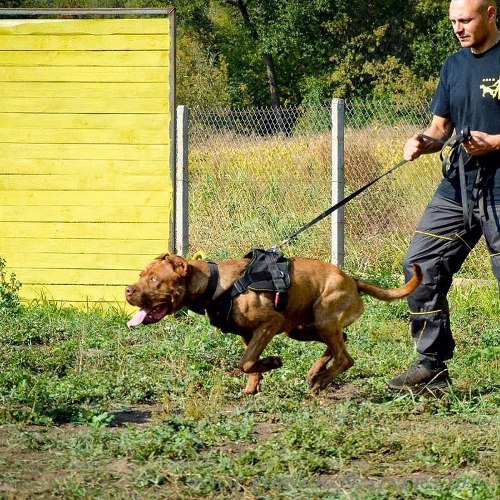 Nylon Hundegeschirr für Bandog