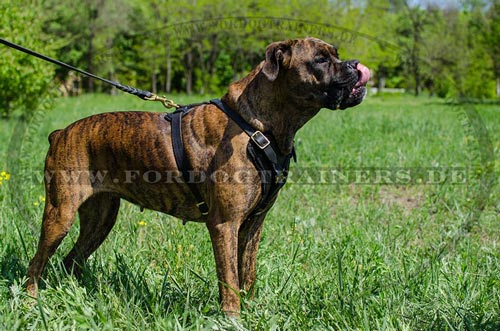 Comfortable Boxer Harness