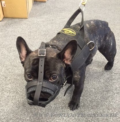 Französische Bulldogge Geschirr