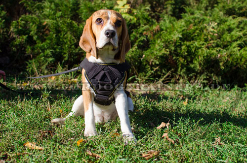 Beagle Nylongeschirr mit Griff