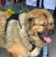 Tibetmastiff Nylongeschirr mit Brustplatte verstellbar