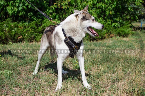 Hundegeschirr fuer West Siberian Laika