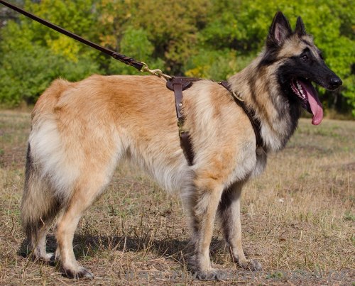 Sport Geschirr für Tervueren Hundesport