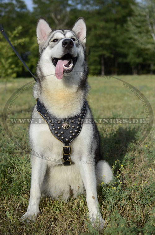 Gepolstertes Hundegeschirr Luxus für Alaskan Malamute