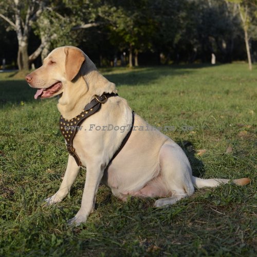 dog harnesses for Labrador adjustable