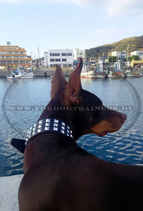 Besonderes Halsband Dobermann