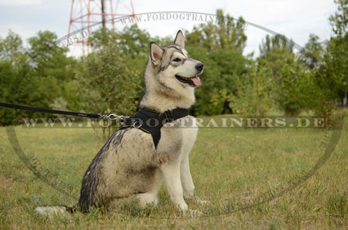 Wasserdichtes sicheres Hundegeschirr aus Nylon für Alaskan Malamute