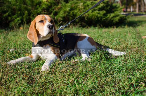 Beagle Nylongeschirr für verschiedene Aktivitäten