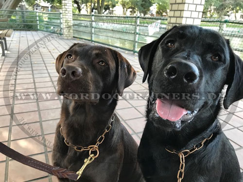 Besonderes Halsband Labrador