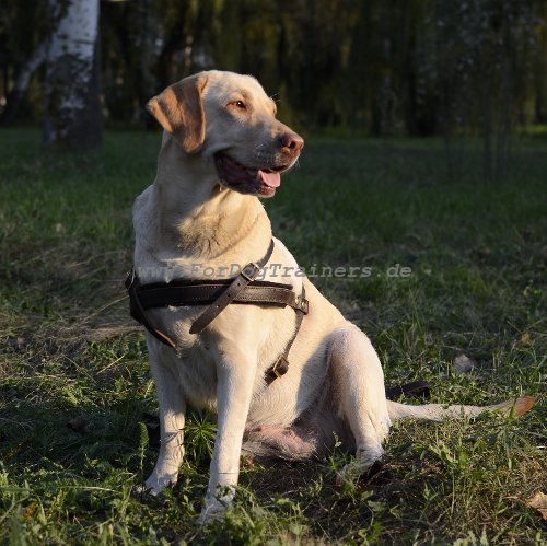 Labrador Zuggeschirr aus Leder