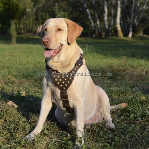 Labrador Geschirr aus Leder mit Ziernieten