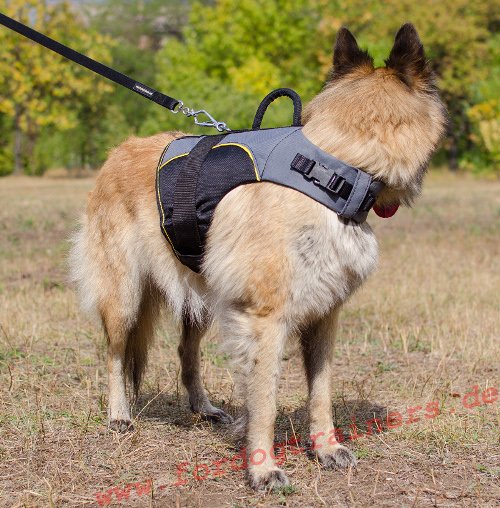 Labrador perfect harness