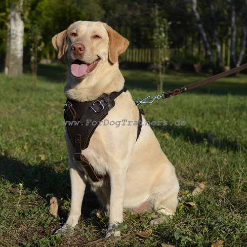 Labrador dog harness leather in classic design