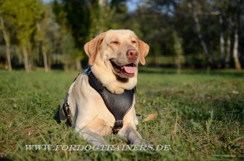 Labrador Geschirr Leder