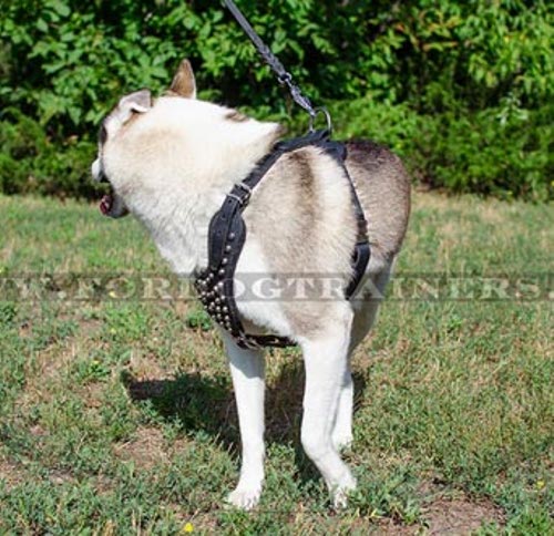 Laika Designer harness