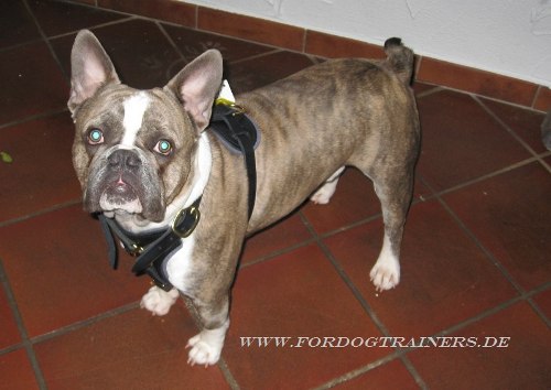 Hundegeschirr aus Leder für Französische Bulldogge