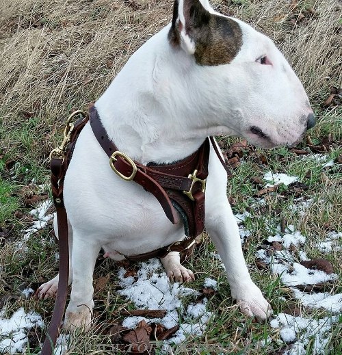 Buy leather dog harness for Bullterrier