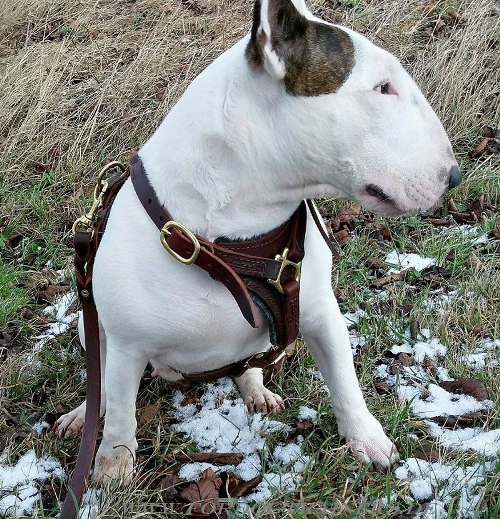 Arbeitsgeschirr Leder für Bullterrier Hund kaufen