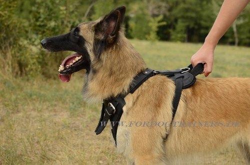 Multifunctional leather dog harness for Tervuren
