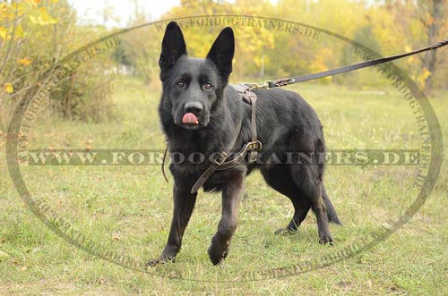 Bullterrier Geschirr für Jogging mit
Hund