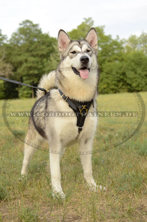 Ledergeschirr fuer Alaskan Malamute