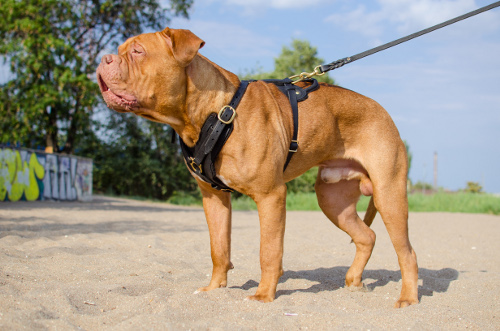 Nieten Geschirr für Bordeauxdogge