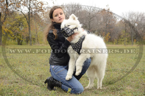 Samojede Hundegeschirr mit Nieten