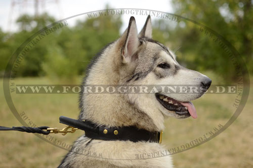 Robustes Lederhalsband für Alaskan Malamute