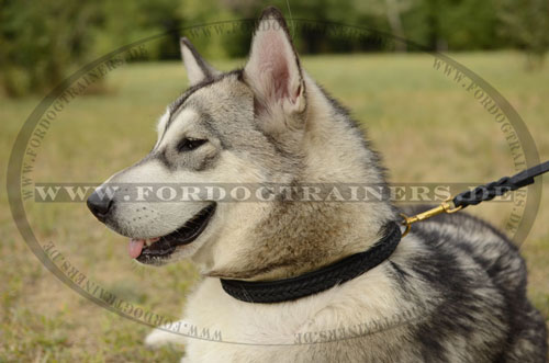 Lederhalsband mit Metallteilen für Alaskan Malamute