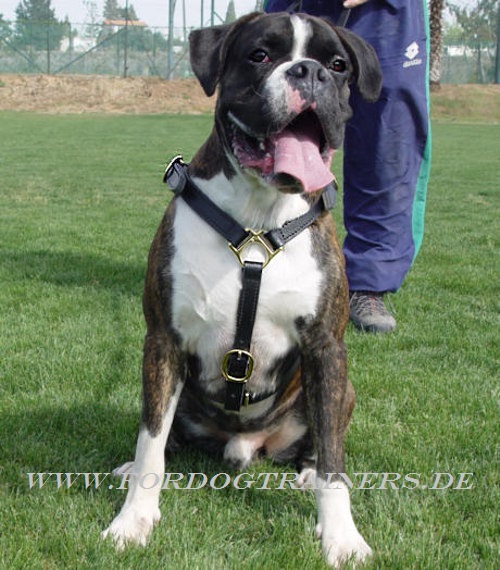 Hundegeschirr für Boxer Sportaktivitäten