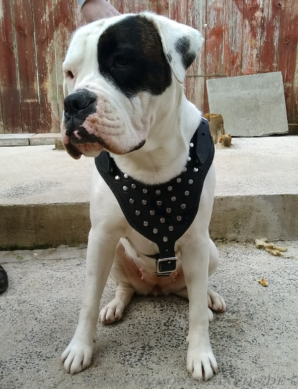 Amerikanische Bulldogge Hundegeschirr mit Nieten