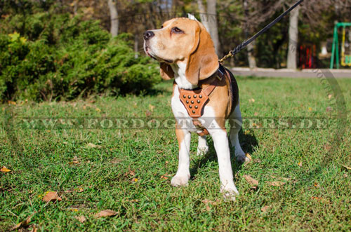 Fabelhaftes Geschirr für Beagle