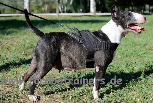 Nylongeschirr
für Bullterrier