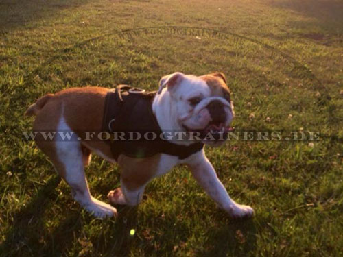 Englische Bulldogge Nylon Geschirr