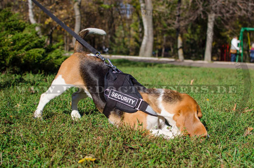 Geschirr mit Logos für Beagle