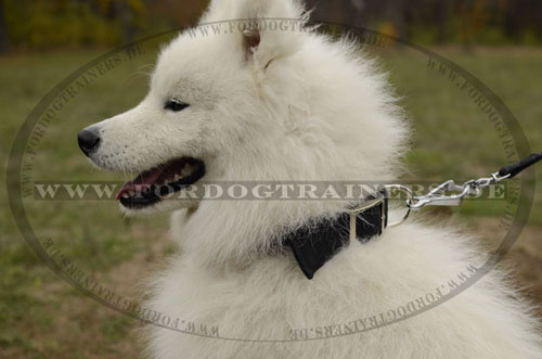 Hundehalsband Nylon für
große Hunde Samojede