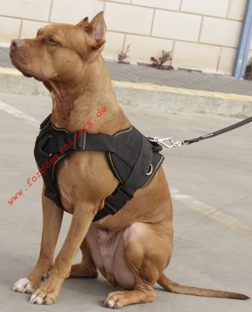 All-weather dog harness for Pitbulls