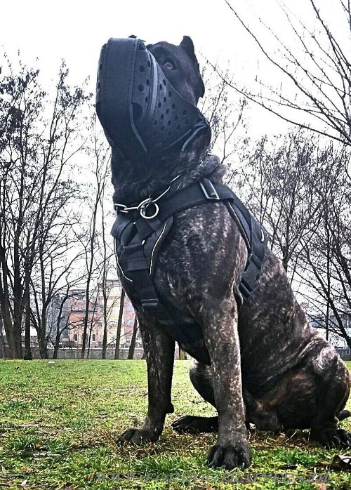 K9 Hundegeschirr aus Nylon für Pitbull