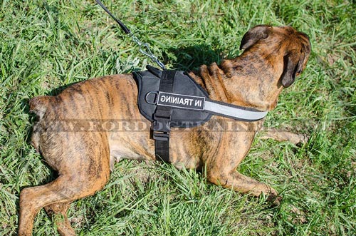 Deutscher Boxer Hundegeschirr reflektierend