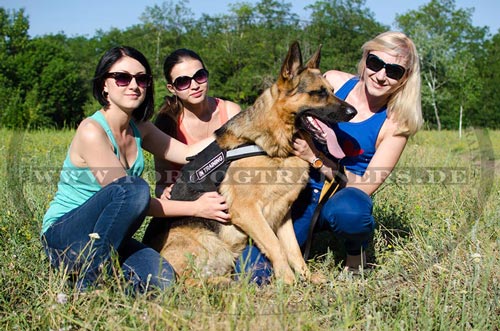 Hundegeschirr mit Handschlaufe fuer Schäferhund