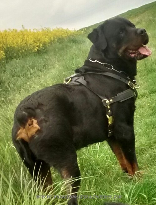 Rotweiler Geschirr für Jogging mit
Hund