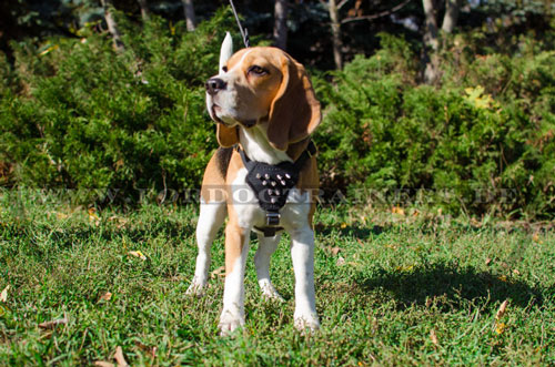 Schönes Geschirr für Beagle