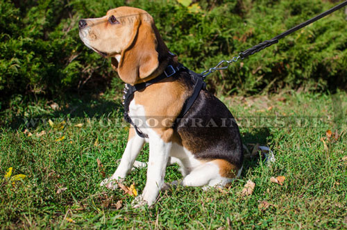 Beagle Geschirr aus Leder zu gutem Preis