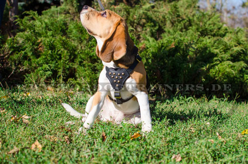 Genietetes Hundegeschirr für Beagle