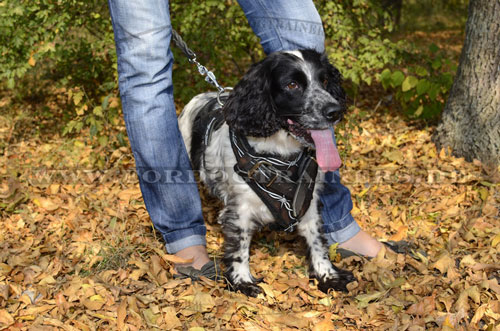 Schön bemaltes Ledergeschirr für Spaniel