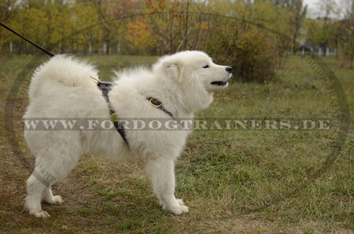 K9 Hundegeschirr für Samojede