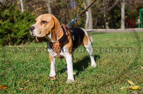 Beagle Geschirr mit schönen Spikes