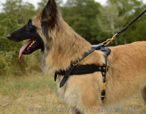 Buy Tervuren Working Dog Harness