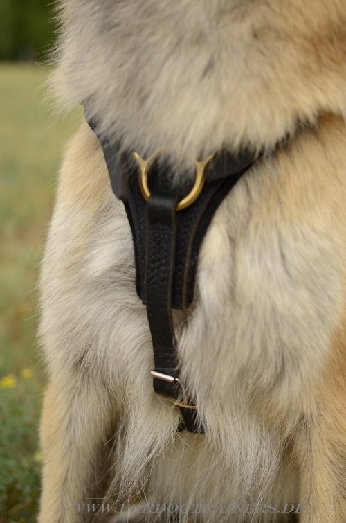 Tervueren Hundgeschirr Leder günstig kaufen